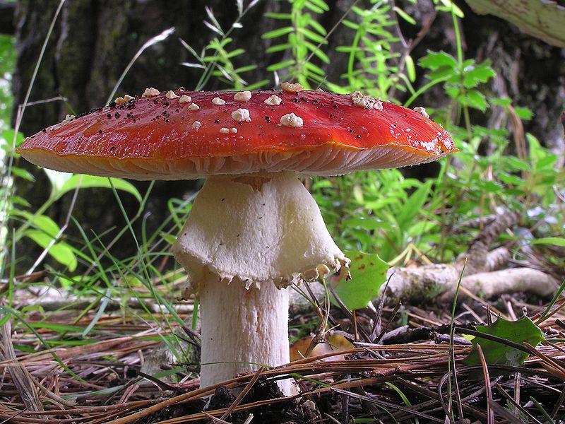  p>毒蝇伞(学名:amanita muscaria),又称毒蝇鹅膏菌,蛤蟆菌·毒蝇蕈