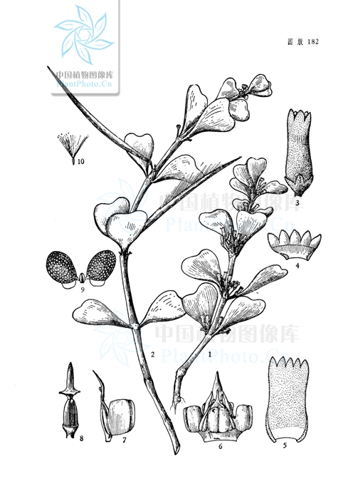  p>澜沧球兰(拉丁学名: i>hoya lantsangensis /i> tsiang et p. t.