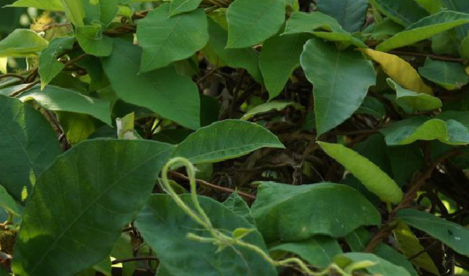  p>暗消藤,是双子叶植物纲,萝藦科,马莲鞍属植物.