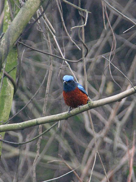  p>栗腹矶鸫(学名: i>monticola rufiventris /i>)是鸫科,矶鸫属小型