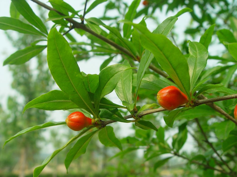  p>石榴(拉丁名: i>punica granatum l.