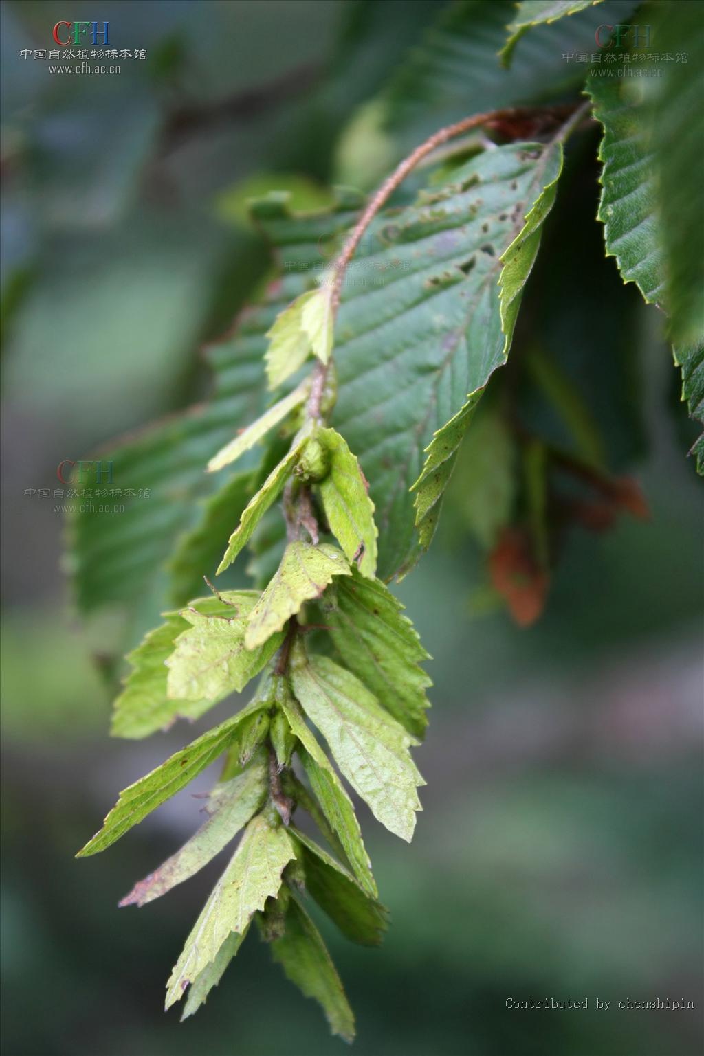 鹅耳枥属 a href="#" data-lemmaid="33239">乔木 /a>,高可达10米