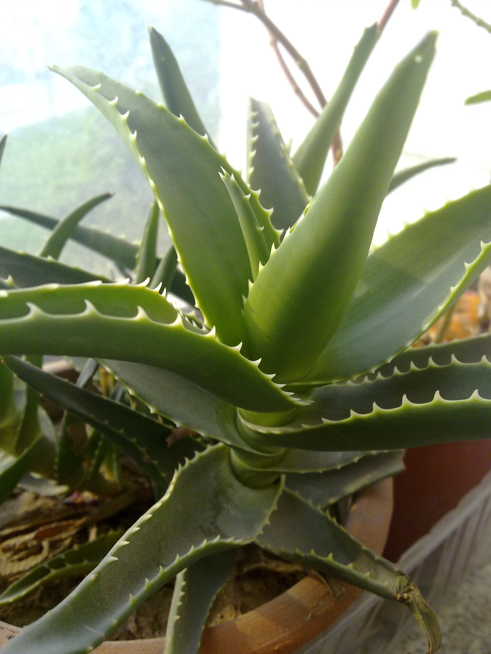 data-lemmaid="8074290">学名 /a>: i>aloe vera /i>(haw