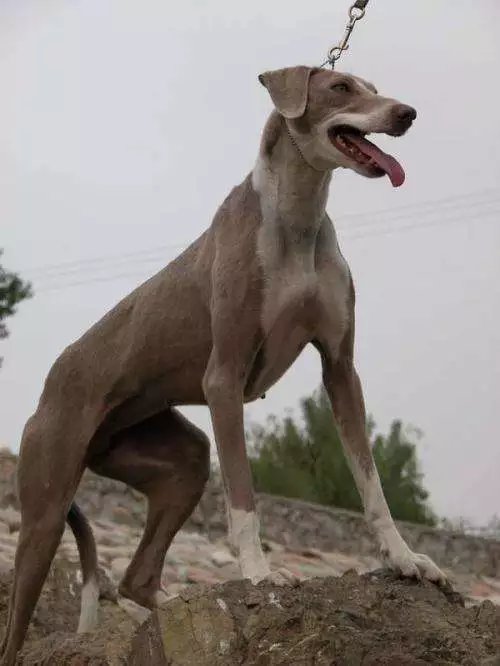 中国细犬，原生犬健美优雅不输洋狗_百科TA说