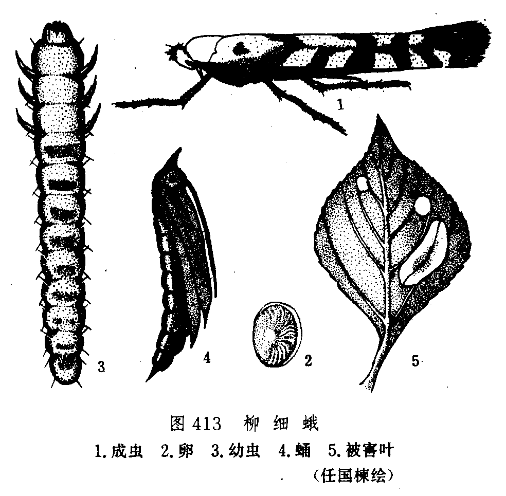 柳细蛾