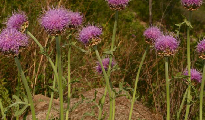 p>漏芦属双子叶植物纲菊科植物.多年生草本植物.