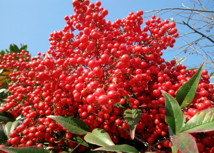 盆景里的小家碧玉 十八学士 之一的南天竹 百科ta说