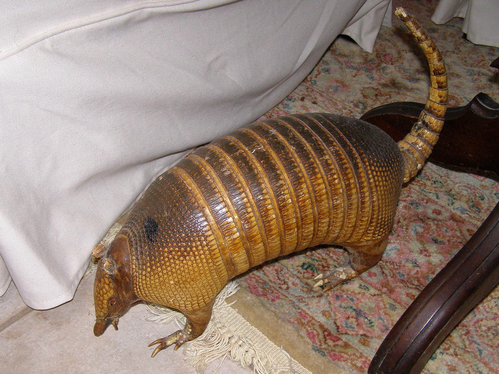  p>贫齿目又称异关节目(xenarthra), a href="#" data-lemmaid="