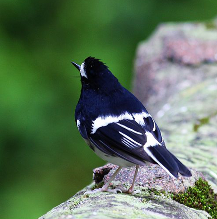  p>小燕尾(学名: i>enicurus scouleri /i>)鸫科燕尾属的一种鸟类,体