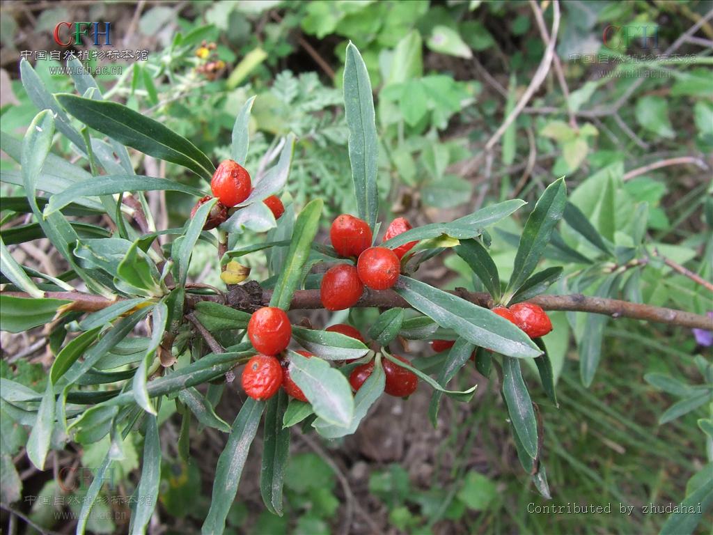 daphne giraldii nitsche