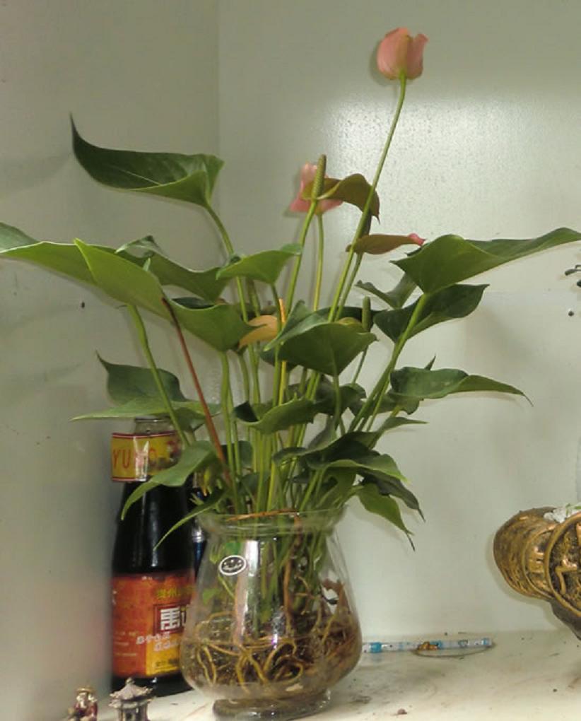  p>水泡花是采用现代生物工程技术,运用物理, a href="#" data-lemma