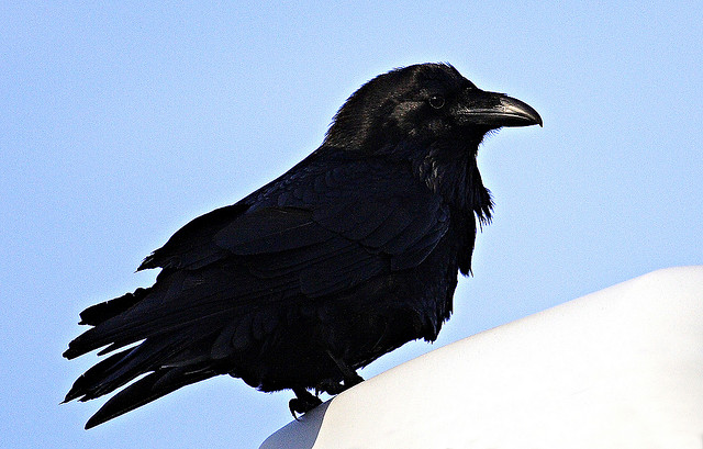  p>渡鸦(学名: i>corvus corax /i>):是一种全身黑色的大型 a href="