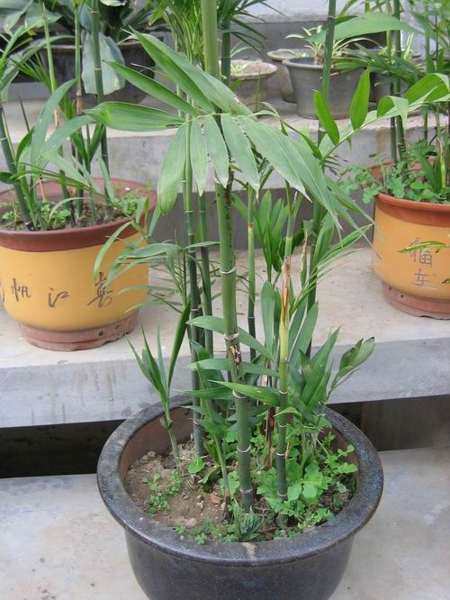 ">夏威夷椰子 /a>(学名:pritchardia gaudichaudii)又名竹茎椰子,椰子