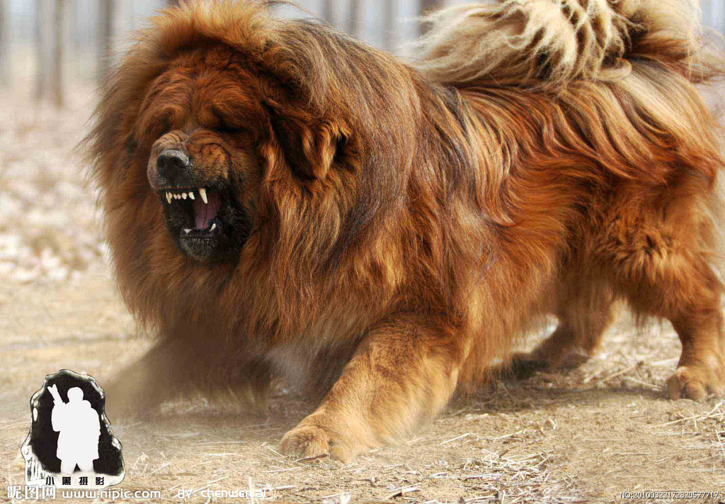 tibetan mastiff
