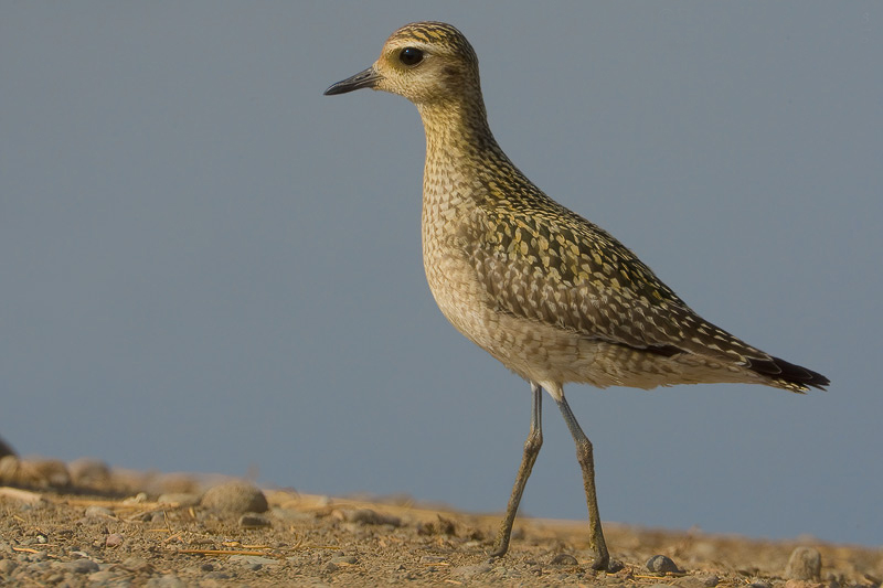 pacific golden-plover