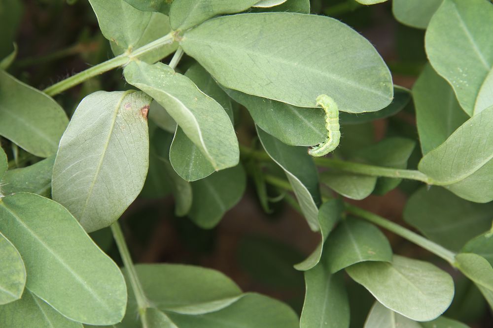  p>棉铃虫, i>helicoverpa armigera  /i>(hübner), a href="#" data