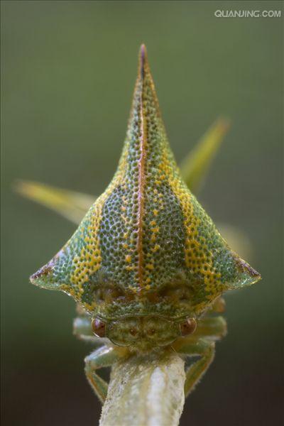  p>角蝉(treehopper)同翅目 a href="#" data
