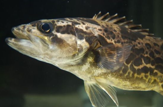  p>奇棘鱼 i>idiacanthus fasciola  /i>(peters, 1877)是 a href="#"