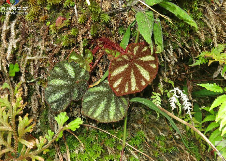 p>变色秋海棠(学名: i>begonia versicolor /i> irmsch.
