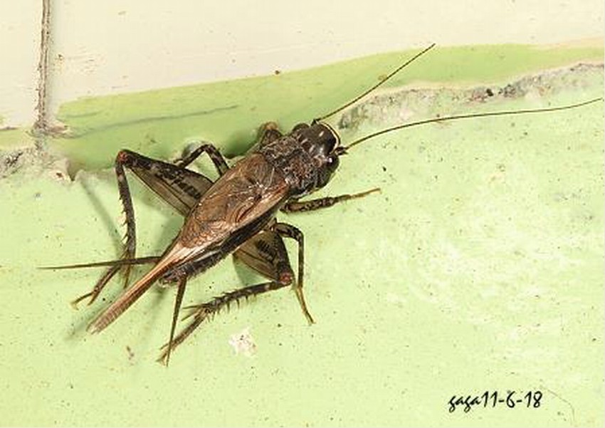 大扁头蟋