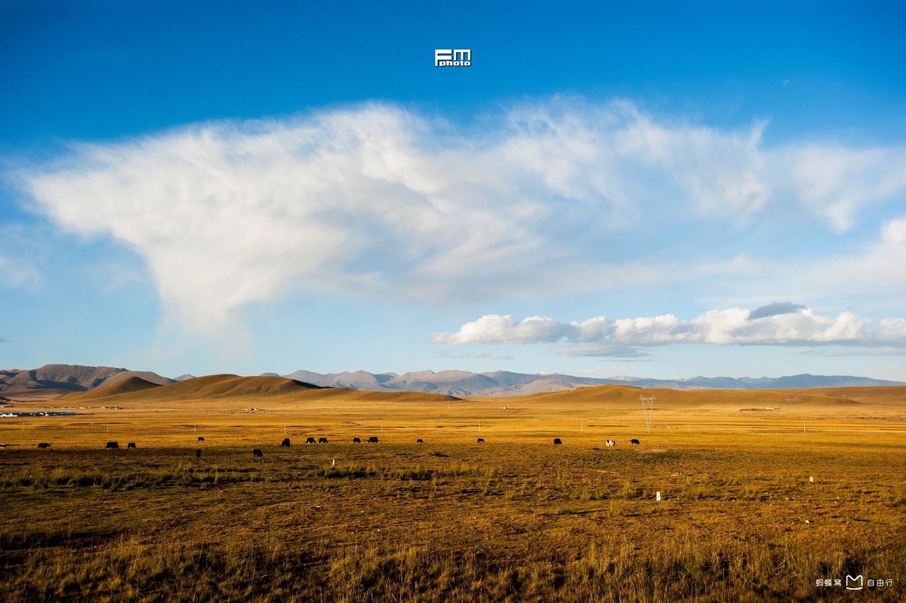  p>金银滩草原,位于青海省  a target="_blank" href="/item/海晏县