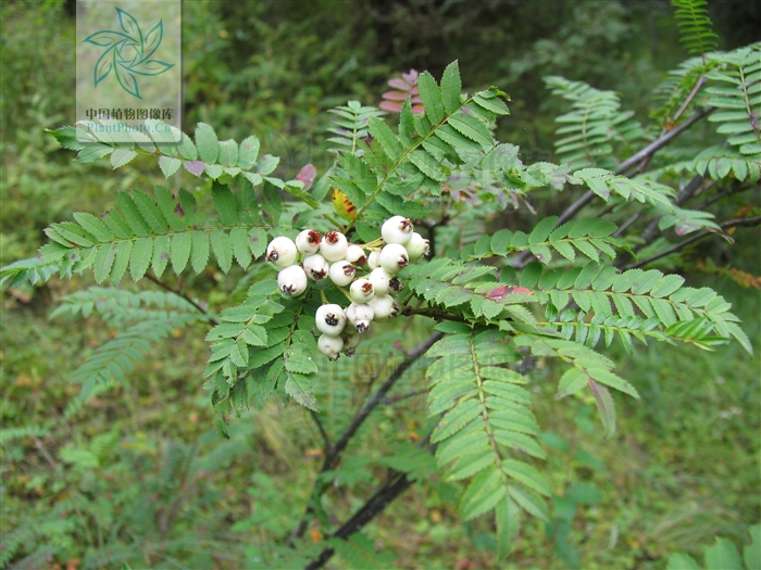sorbus hupehensis