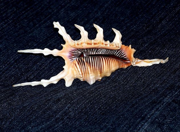 millepes scorpius scorpius