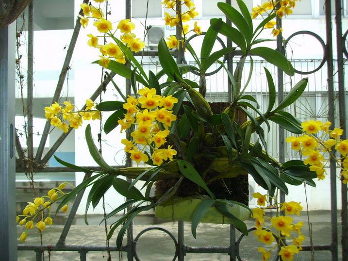  p> a href="#">小黄花 /a>石斛,该种与 a href="#" data-lemmaid="