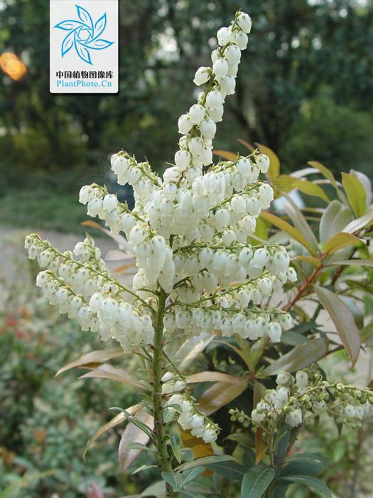  p> a href="#" data-lemmaid="1768973">美丽马醉木 /a>,为马醉木属