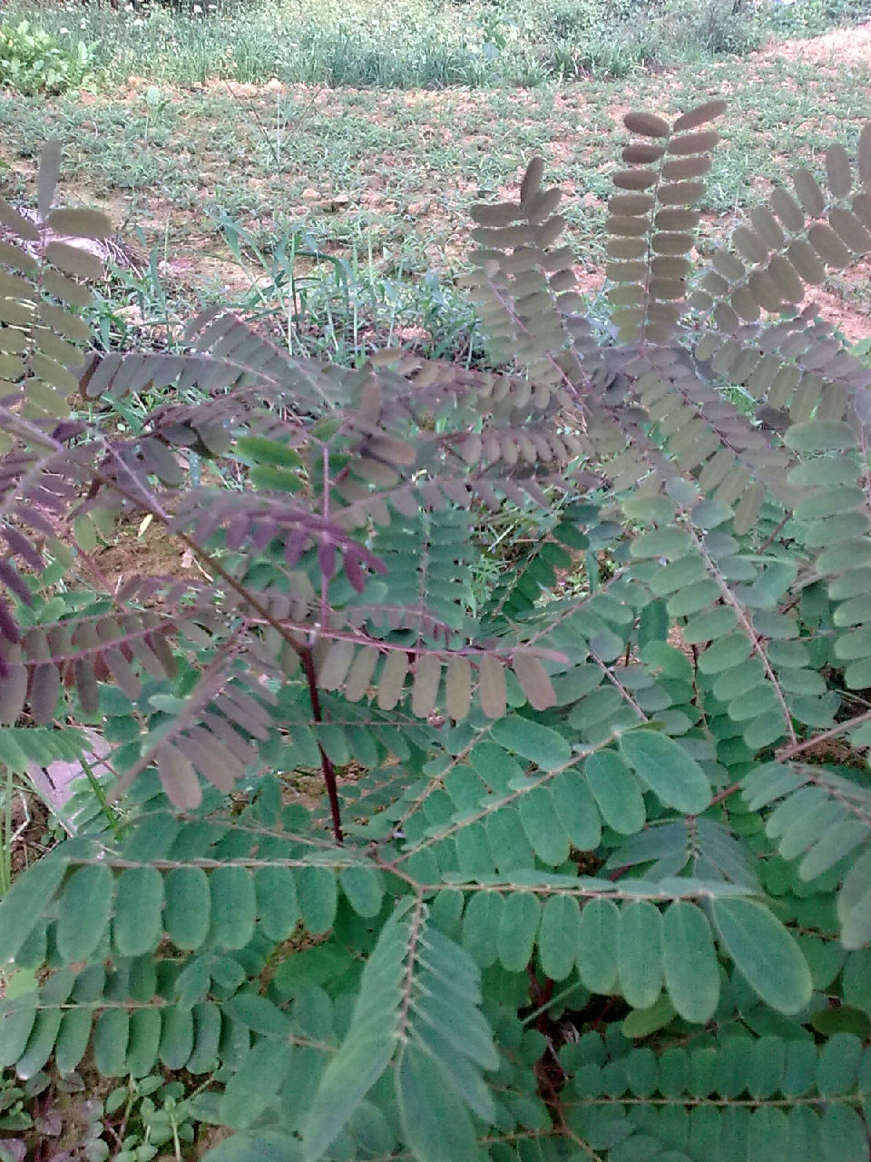 chinensis baill)别名肉皂荚,四月红,油皂,是一种落叶乔木,无刺,高达5