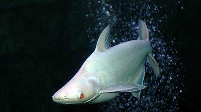 p>淡水白鲨,俗名:珍珠鱼, a href="#" data-lemmaid="168507">水晶