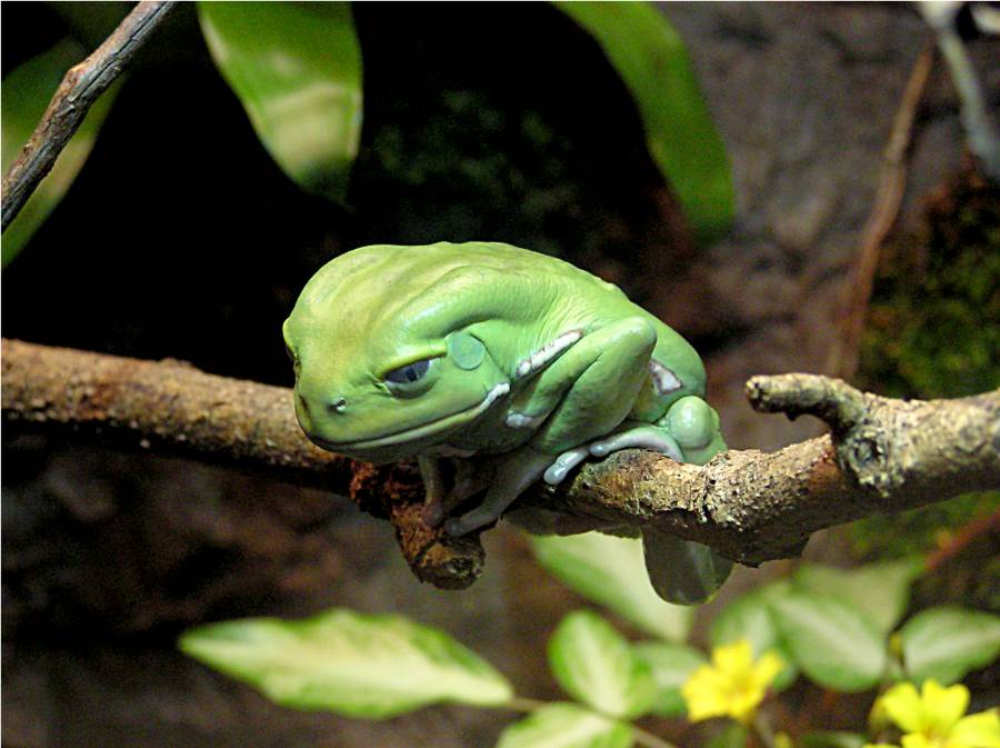 中国树蛙