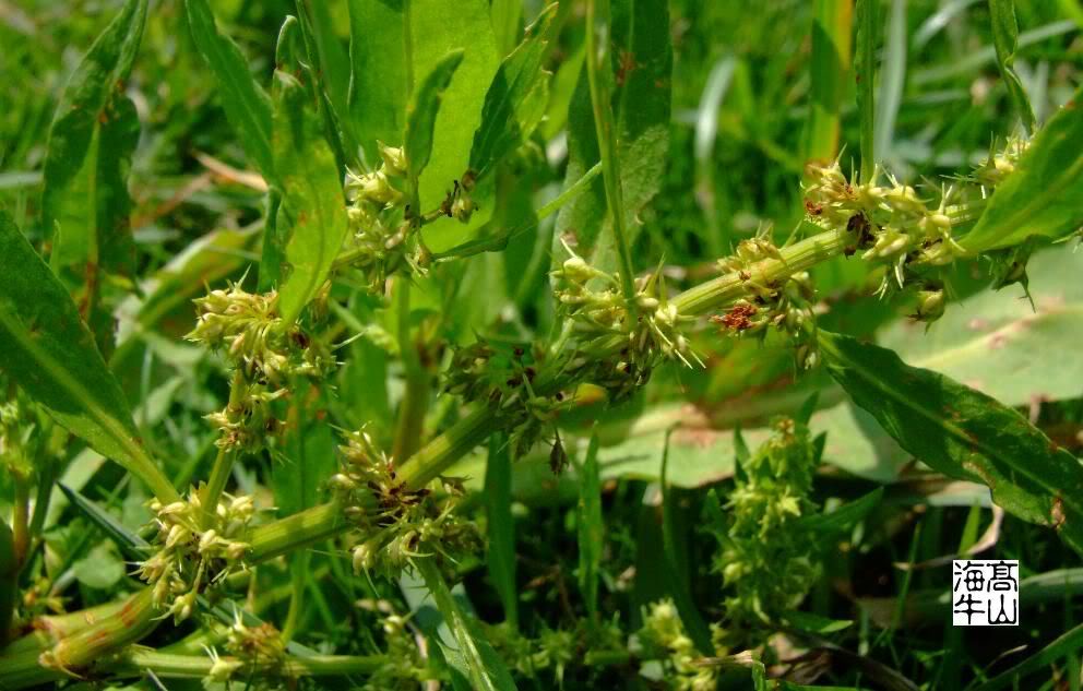  p>刺酸模(学名: i>rumex maritimus /i> l. sp. pl.