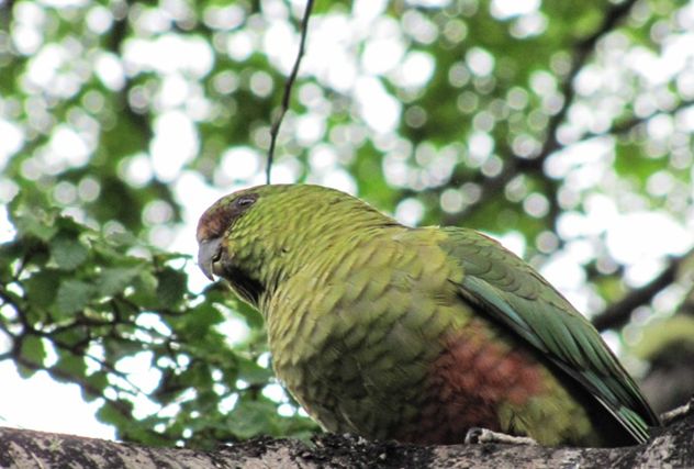  p>南方锥尾鹦鹉(学名: i>enicognathus ferrugineus /i>):是鸟纲