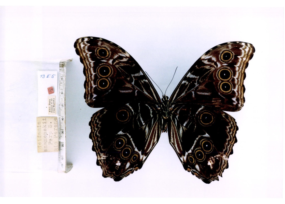  p> a target="_blank" href="/item/梦幻闪蝶秘鲁亚种/3972471" data