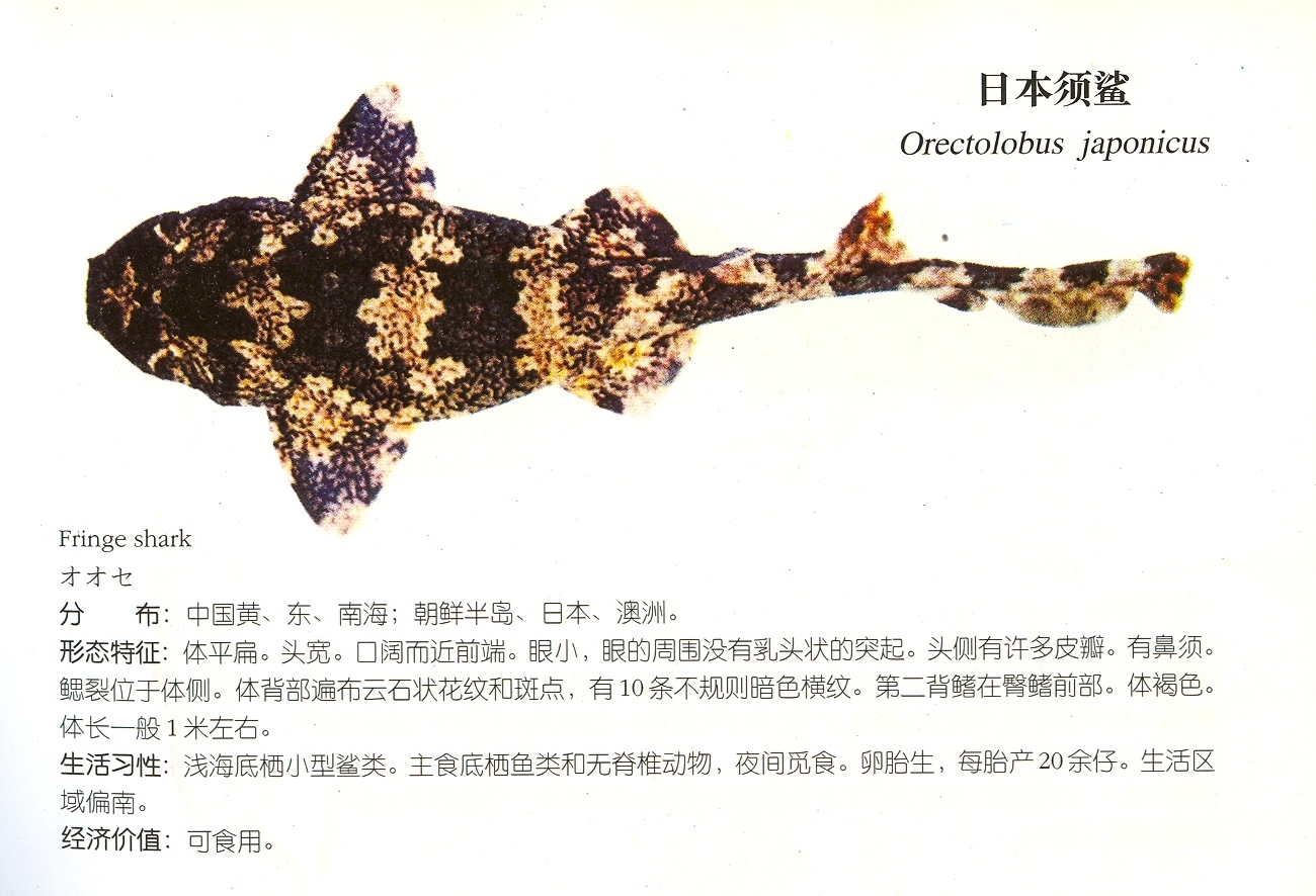  p>日本须鲨(学名: i>orectolobus japonicus  /i>(regan,1906))为 a