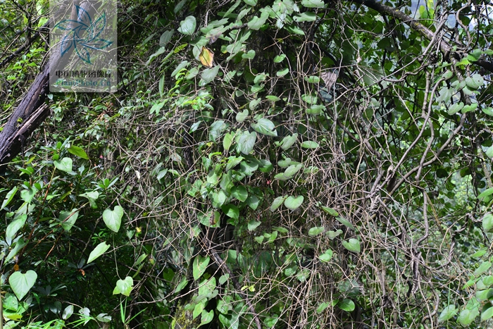 种别名:追风散(云南). /p>