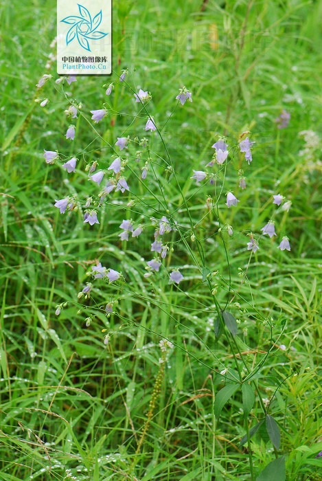  p>展枝沙参〔拉丁学名: i>adenophora divaricata /i> franch.