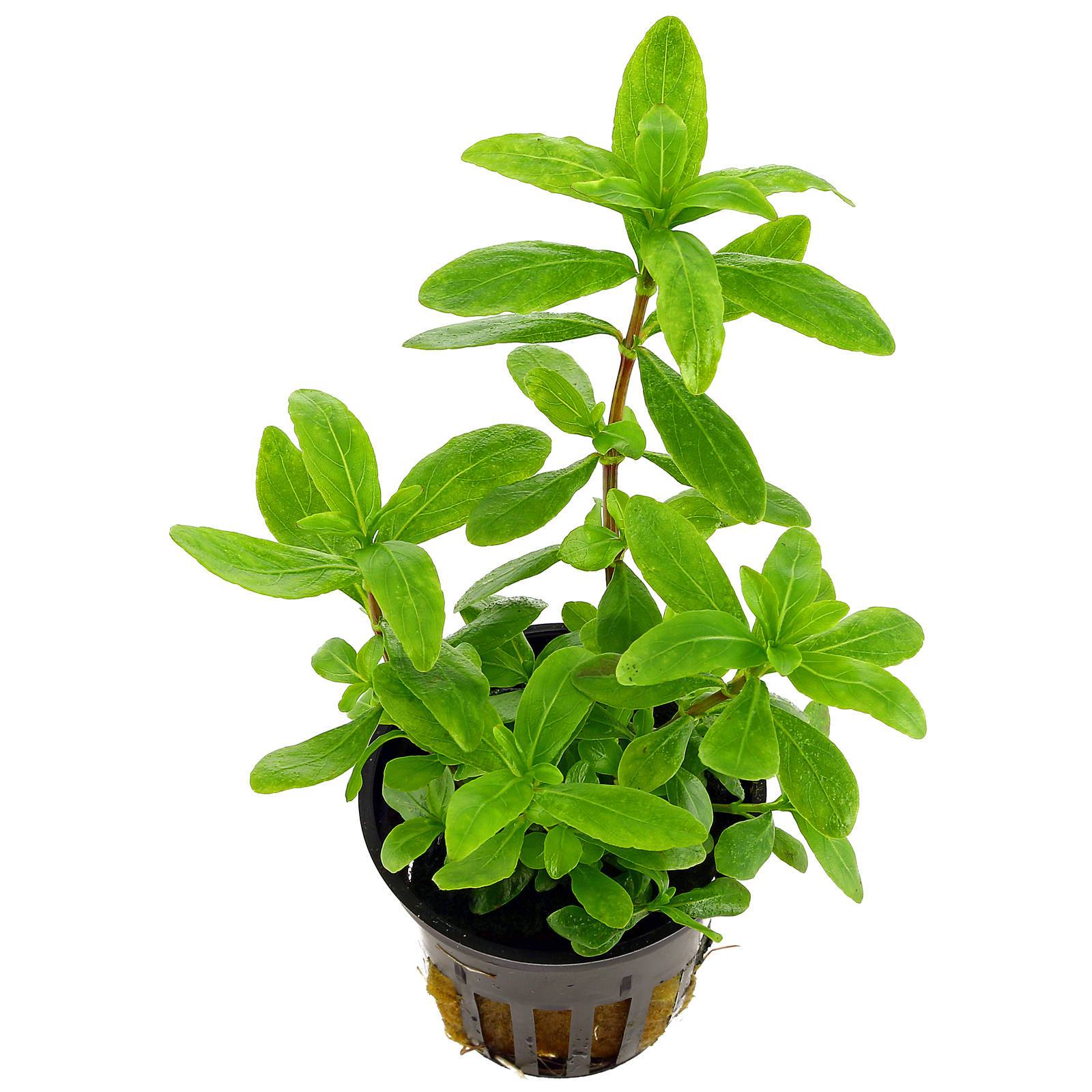  p>小狮子草(学名: i>hygrophila polysperma /i> t. anders.