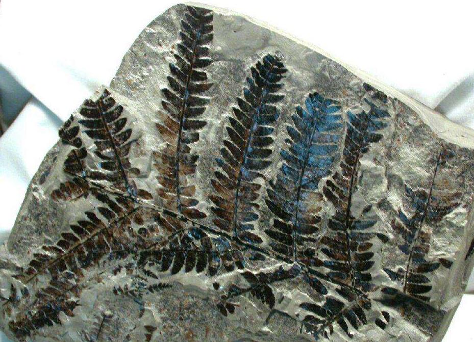  p> b>化石蕨 /b> fossil ferns fossil pteridophytes,蕨类植物是
