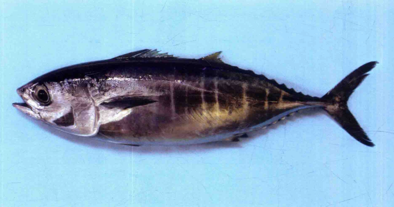  p>大眼金枪鱼(学名: i>thunnus obesus /i>)是鲭科,金枪鱼属下的一种