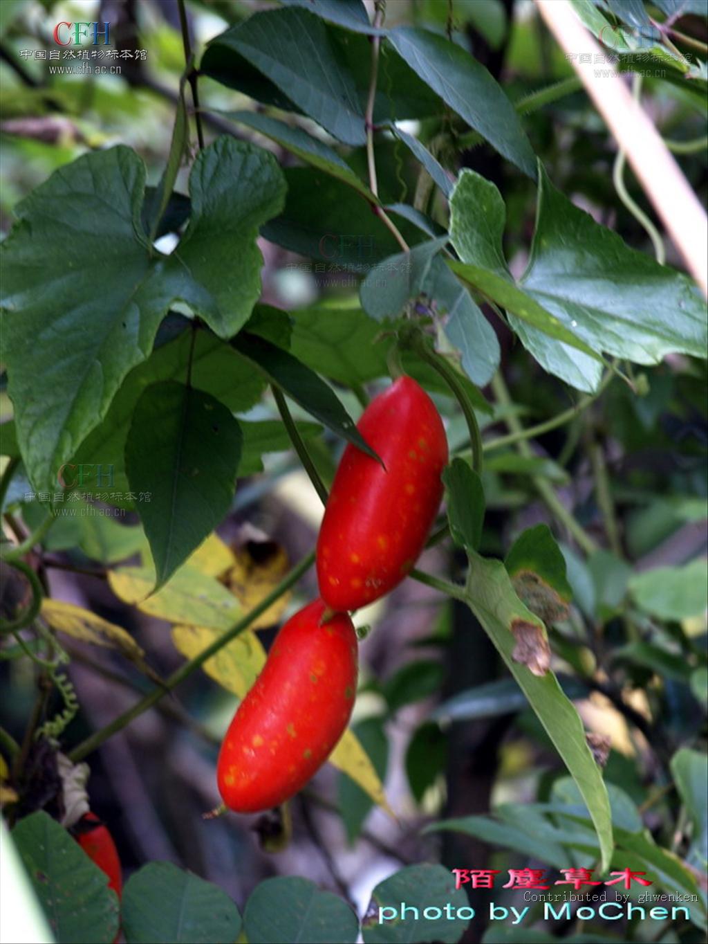 voigt)是葫芦科,红瓜属攀援 a href="#">草