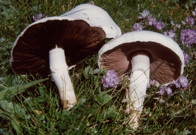  p>田野蘑菇,子实体中等至大型,菌肉白色,较厚.夏秋季于草地上单生.