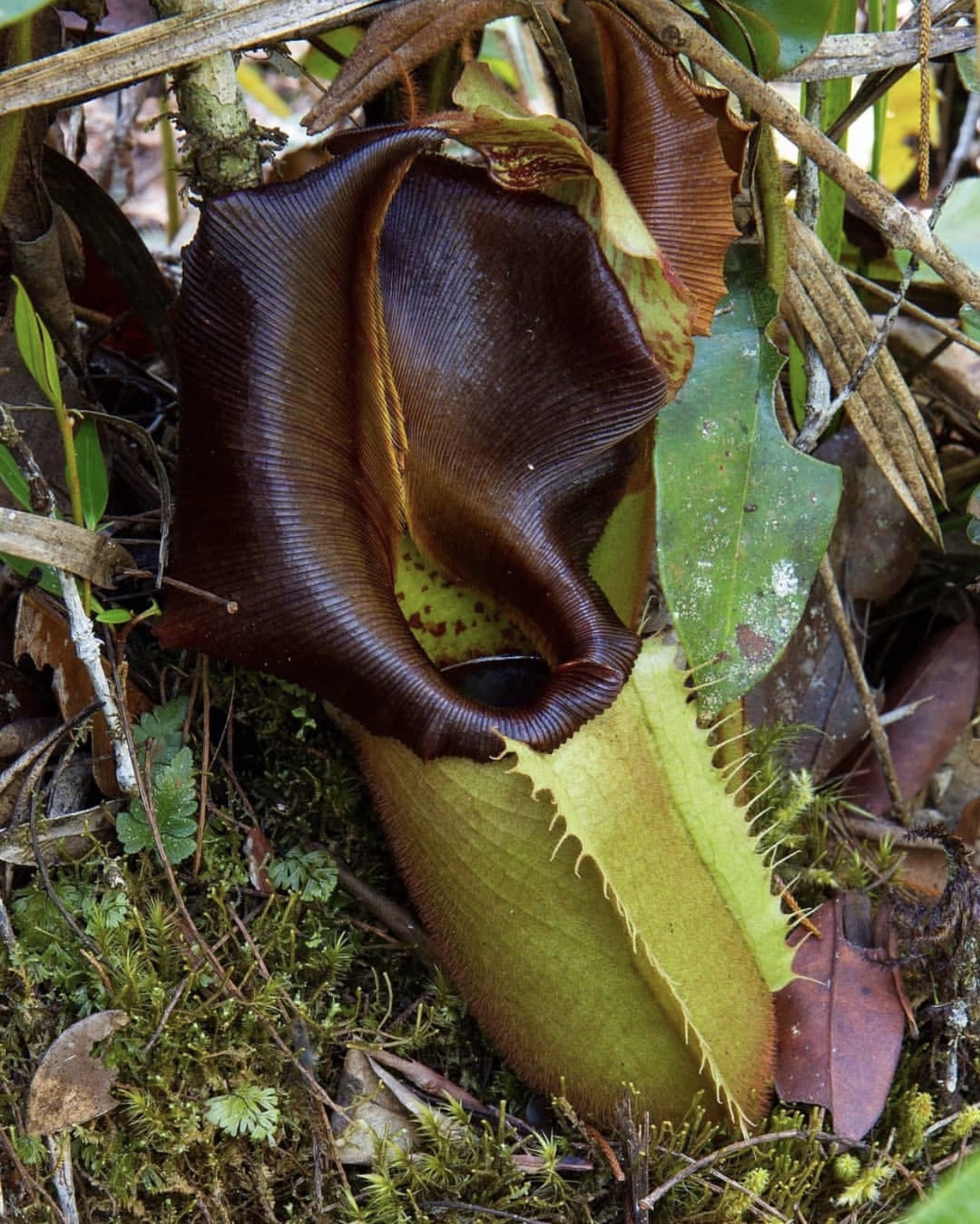 nepenthes veitchii