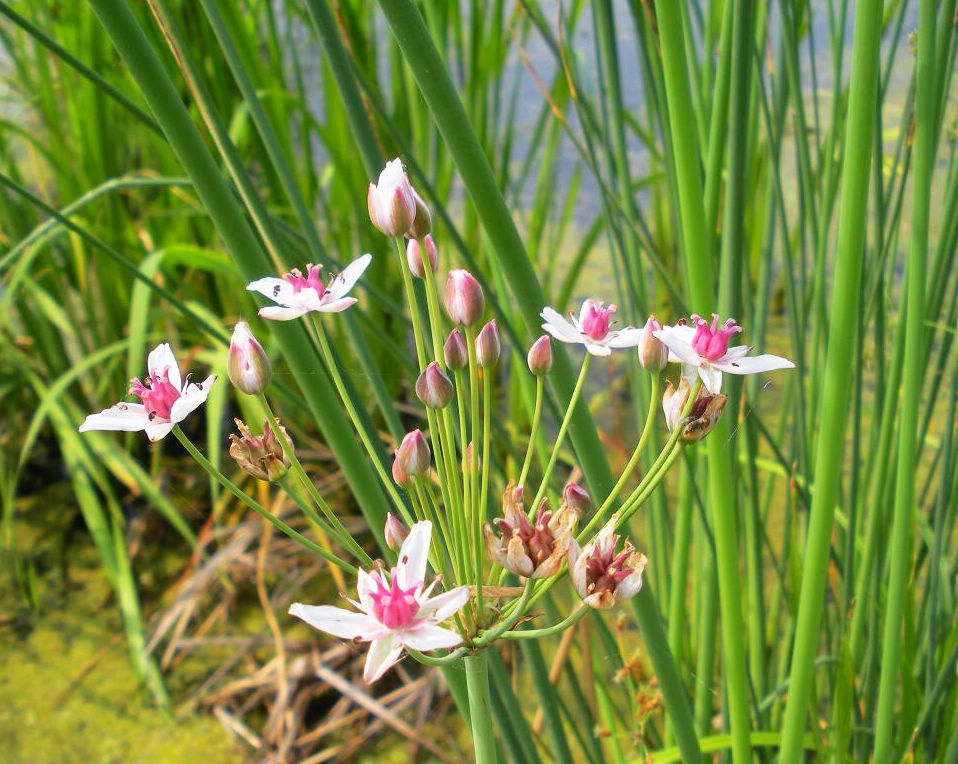 条形扭曲,花葶直立,花多数,两性;子房内胚珠多数,果为蓇葖果,种子具
