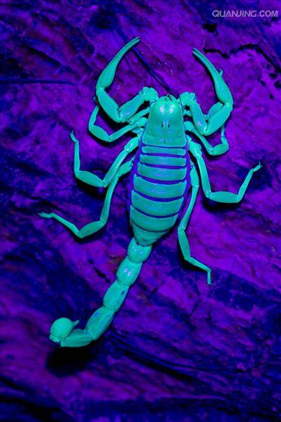  p>巨型蝎子是 a target="_blank" href="/item/石炭纪/386253" data