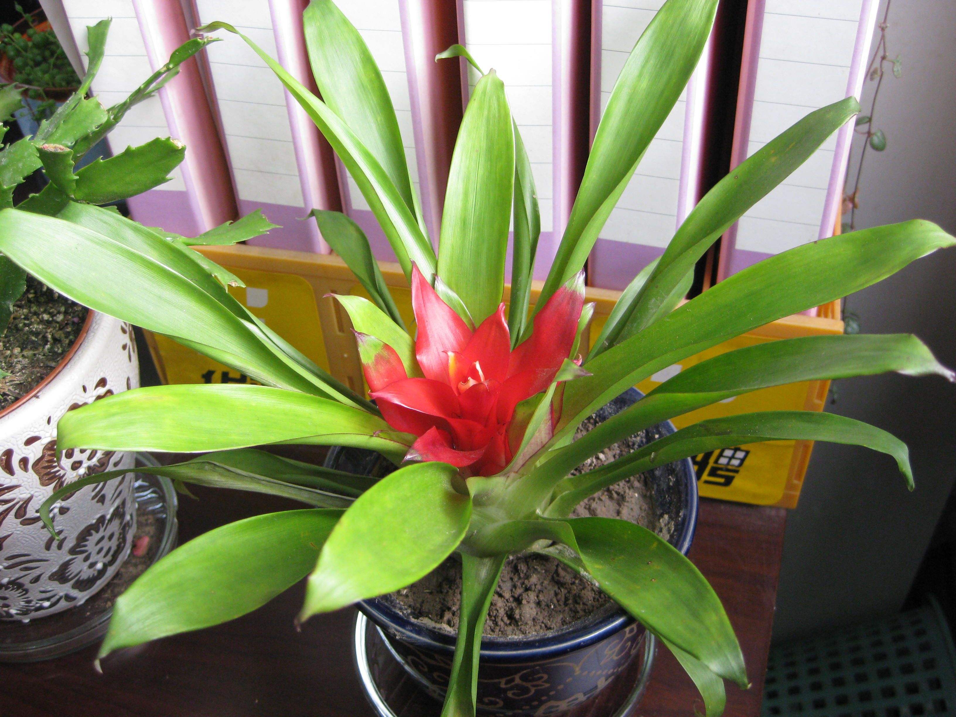 粉纱同心彩叶凤梨