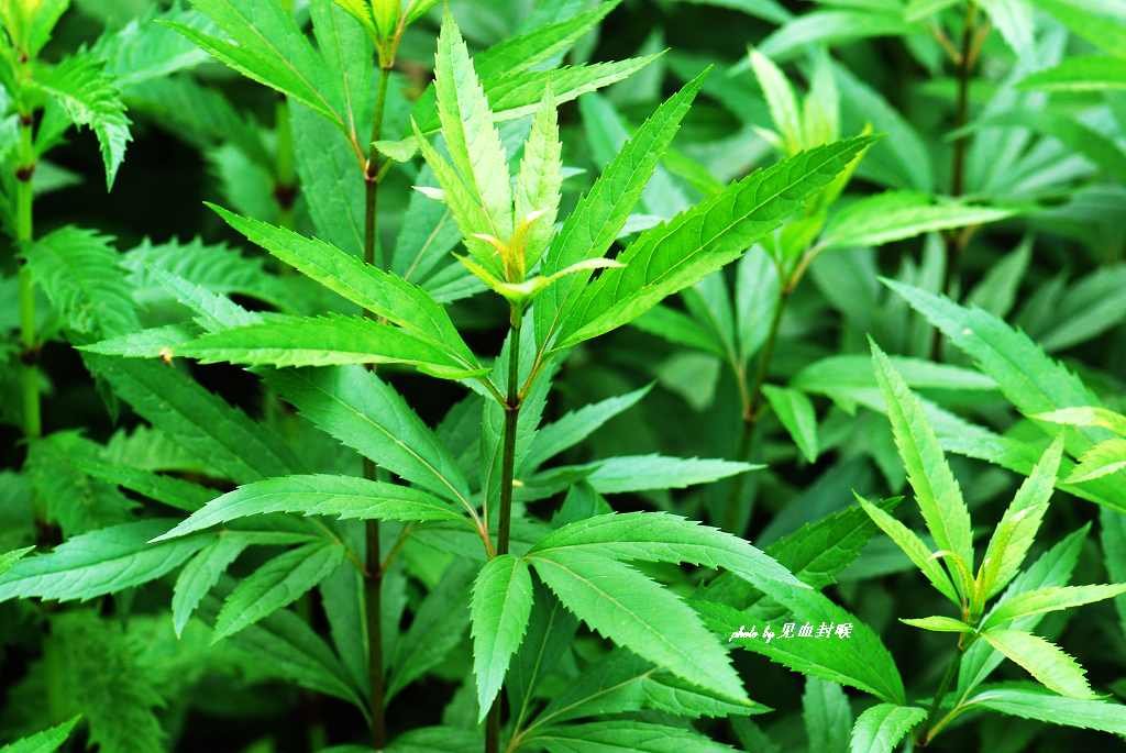 佩兰怎么种植佩兰高效种植技术