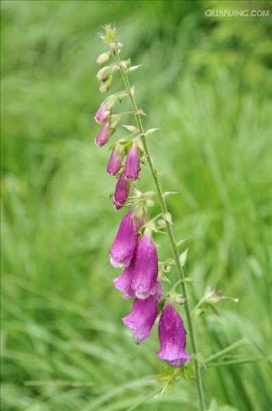  p>毛地黄(学名: i>digitalis purpurea  /i>l)是玄参科 a target="