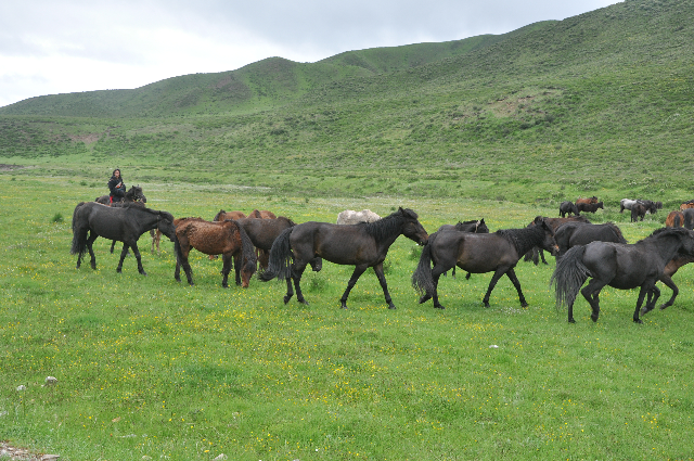 河曲马,青海省<a target="